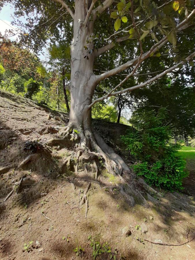 Bmp Apartment Gioiosa 2 Giardino Vista Lago Maggiore Belgirate Kültér fotó